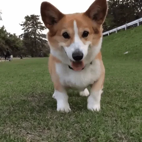 Happy corgi running towards the camera in a park, big smile, excited energy, cute and cheerful