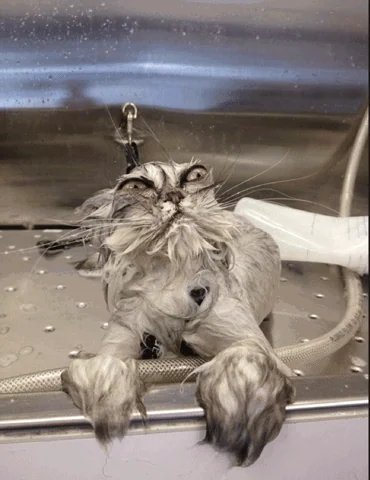 Soaking wet angry cat — how your account feels after a margin call