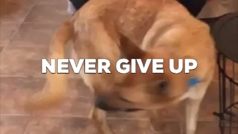 Chien qui galère mais persiste : NEVER GIVE UP — persévérance
