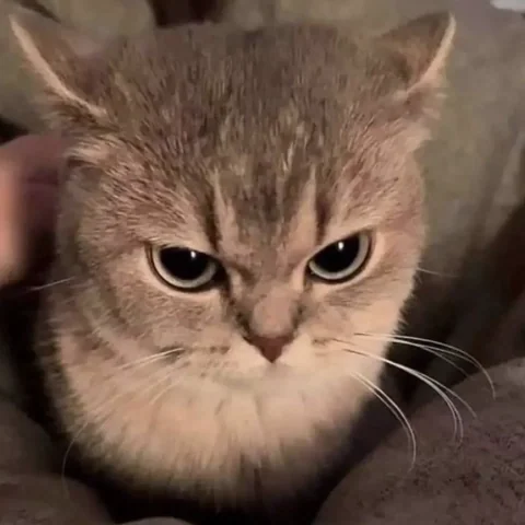 Angry cat with intense death stare, close-up, furious expression, being petted but clearly annoyed