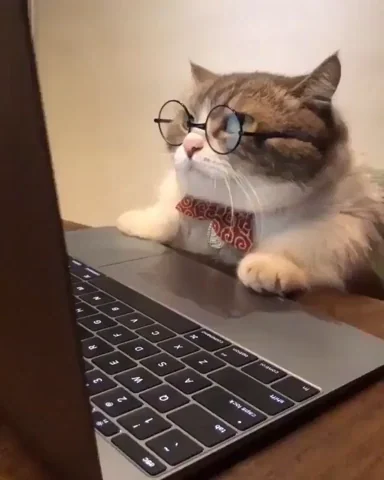 Scholarly cat with glasses sitting at a laptop