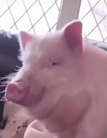 Cute mini pig with satisfied/smug expression, eyes closed, content and relaxed, close-up