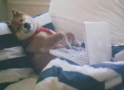 Shiba Inu qui tape au clavier sur un laptop — trading, travail, chien meme