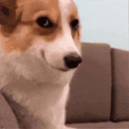Skeptical corgi giving a suspicious side-eye